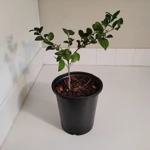 Ligustrum japonicum Bush - Live Wax Leaf Privet Plant, 1 Gallon Pot, Outdoor - Image 2