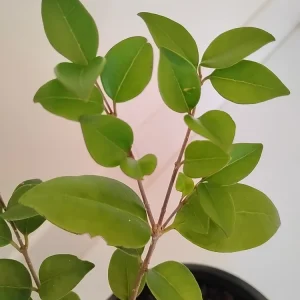 Ligustrum japonicum Bush - Live Wax Leaf Privet Plant, 1 Gallon Pot, Outdoor - Image 3