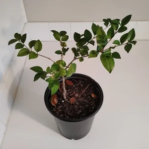 Ligustrum japonicum Bush - Live Wax Leaf Privet Plant, 1 Gallon Pot, Outdoor - Image 1