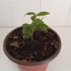 Ligustrum Japonicum Live Plant - Wax-Leaf Privet Bush, 4" Pot, Outdoor - Image 1