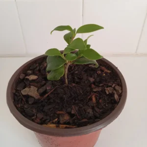 Ligustrum Japonicum Live Plant - Wax-Leaf Privet Bush, 4" Pot, Outdoor - Image 1