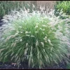 Little Bunny Fountain Grass Live Plant - 3 Pack, White Plumes, Perennial, USDA Zones 5-9 - Image 1