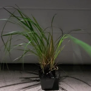 Little Bunny Fountain Grass Live Plant - Perennial Ornamental - 1 Plant - Image 2