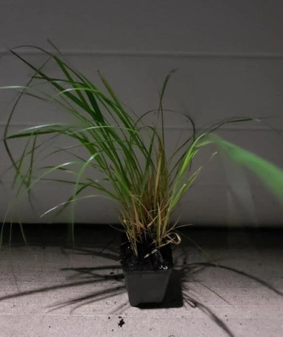 Little Bunny Fountain Grass Live Plant - Perennial Ornamental - 1 Plant - Image 2