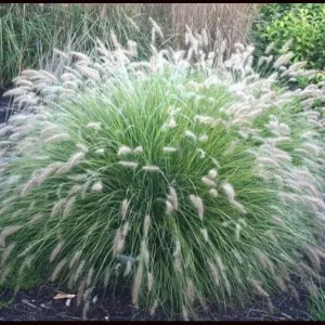 Little Bunny Fountain Grass Live Plant - Perennial Ornamental - 1 Plant - Image 1