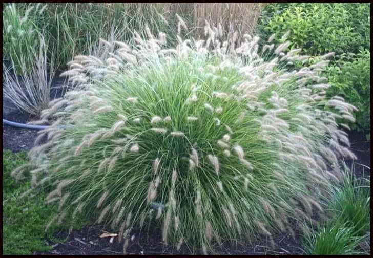 Little Bunny Fountain Grass Live Plant - Perennial Ornamental - 1 Plant - Image 1