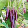 Little Fingers Eggplant Live Plants – 2 Pack, 4-8 inch Seedlings, Vegetable - Image 1