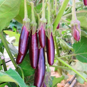 Little Fingers Eggplant Live Plants – 2 Pack, 4-8 inch Seedlings, Vegetable - Image 1
