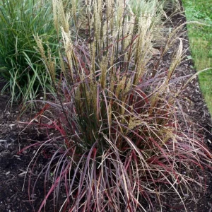Little Miss Dwarf Maiden Grass Live Plant - Color Changing Ornamental Grass - Image 2