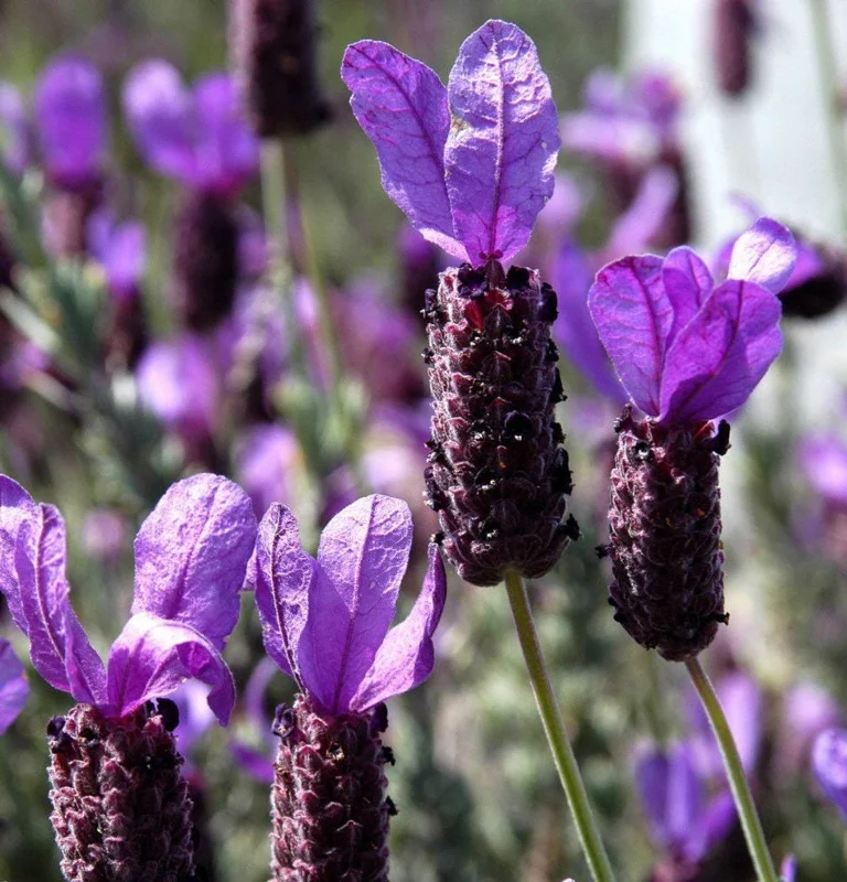 Live Bunny Ears Lavender Plant – Spanish Herb Seedlings – 4-7 inch - Image 1