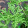 Live Citronella Mosquito Repellent Plant – 4.5" Pot – Outdoor Herb - Image 1