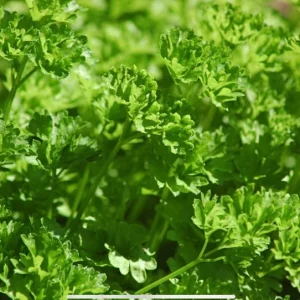 Live Curly Parsley Herb Plants – 4 inch Pot Seedlings – Outdoor Garden Ready - Image 1