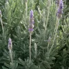 Live French Lavender Plant 5-7” – Fragrant Herb Seedlings for Garden - Image 1