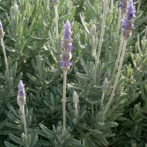 Live French Lavender Plant 5-7” – Fragrant Herb Seedlings for Garden - Image 1