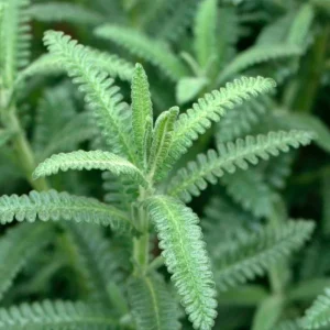 Live French Lavender Plant 5-7” – Fragrant Herb Seedlings for Garden - Image 2