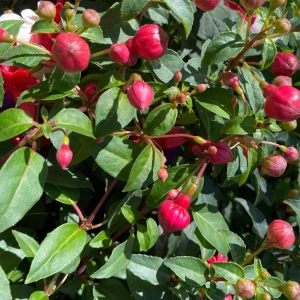 Live Fuchsia Arroyo Grande Plant - Red/White Blooms, 5-9" Trailing Flower - Image 2