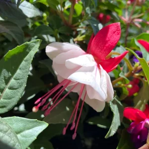 Live Fuchsia Arroyo Grande Plant - Red/White Blooms, 5-9" Trailing Flower - Image 1