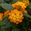 Live Lantana Lucky Orange Plant – Vibrant Flowering Shrub – 4-8 Inch Tall - Image 1