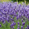 Live Lavender Herb Plant Seedlings 3-5" Tall - Fragrant Garden Herb - Image 1