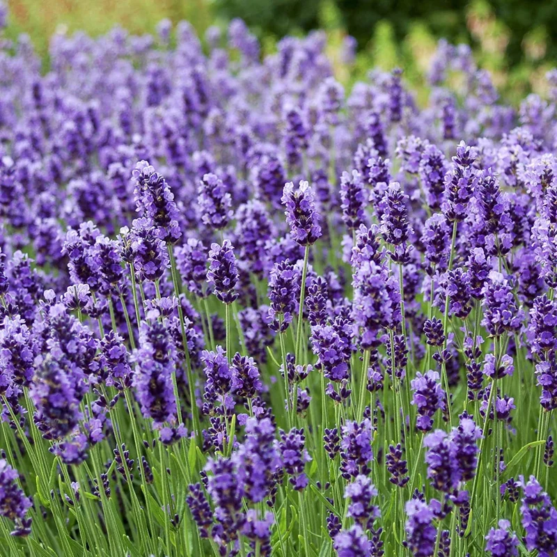 Live Lavender Herb Plants 3-5" – Fragrant Garden Seedlings - Image 1