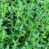 Live Lemon Thyme Plant – 4 inch Potted Herb Seedlings – Fragrant Culinary - Image 1