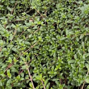 Live Red Creeping Thyme Plant - Ground Cover Herb - Fragrant Perennial - Image 2