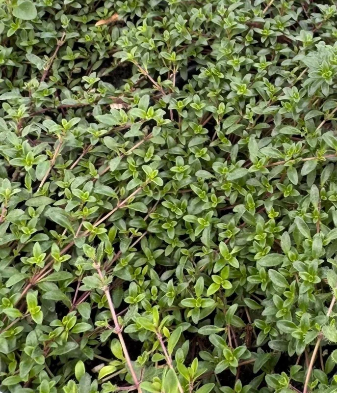Live Red Creeping Thyme Plant - Ground Cover Herb - Fragrant Perennial - Image 2