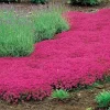 Live Red Creeping Thyme Plant - Ground Cover Herb - Fragrant Perennial - Image 1