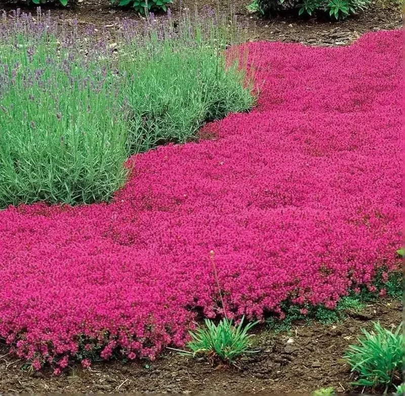 Live Red Creeping Thyme Plant - Ground Cover Herb - Fragrant Perennial - Image 1