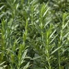 Live Rosemary Herb Plant – 5-7 inch Seedlings – Indoor/Outdoor - Image 1