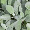 Live Sage Herb Plant – 5-11” Tall Seedlings for Fall Garden, Outdoor - Image 1