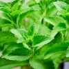 Live Stevia Plant – Herb Seedling – 11-15 inch – 4 inch Pot - Image 1