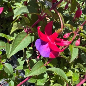 Live Windchimes Fuchsia Plant – Rose/Purple Blooms, 9-14 inches Tall, Upright, Outdoor - Image 2