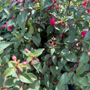 Live Windchimes Fuchsia Plant – Rose/Purple Blooms, 9-14 inches Tall, Upright, Outdoor - Image 3