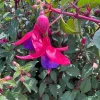 Live Windchimes Fuchsia Plant – Rose/Purple Blooms, 9-14 inches Tall, Upright, Outdoor - Image 1