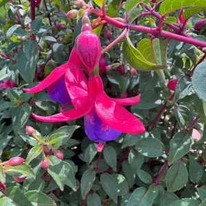 Live Windchimes Fuchsia Plant – Rose/Purple Blooms, 9-14 inches Tall, Upright, Outdoor - Image 1