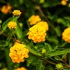 Live Yellow Lantana Plant – In Bloom 4-8 inch – Outdoor Flower Garden Shrub - Image 1