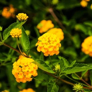 Live Yellow Lantana Plant – In Bloom 4-8 inch – Outdoor Flower Garden Shrub - Image 1