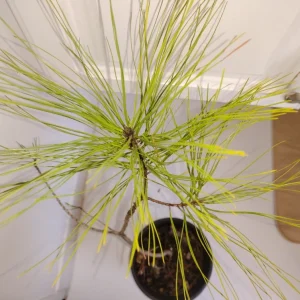 Loblolly Pine Tree Live Plant – 1 Gallon Pot – Outdoor – 24-36 inches Tall - Image 2