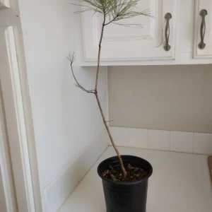 Loblolly Pine Tree Live Plant – 1 Gallon Pot – Outdoor – 24-36 inches Tall - Image 3