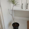 Loblolly Pine Tree Live Plant – 1 Gallon Pot – Outdoor – 24-36 inches Tall - Image 1