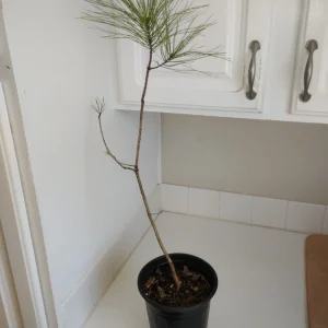 Loblolly Pine Tree Live Plant – 1 Gallon Pot – Outdoor – 24-36 inches Tall - Image 1
