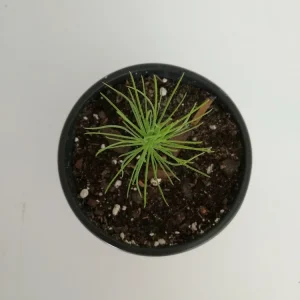 Loblolly Pine Tree Live Plant - 4 inch Pot - Outdoor Evergreen Pine - Image 2
