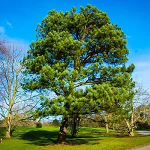 Loblolly Pine Tree Live Plant - 4 inch Pot - Outdoor Evergreen Pine - Image 3