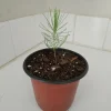 Loblolly Pine Tree Live Plant - 4 inch Pot - Outdoor Evergreen Pine - Image 1
