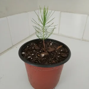 Loblolly Pine Tree Live Plant - 4 inch Pot - Outdoor Evergreen Pine - Image 1
