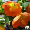 Lucky Lantern Tangerine Flowering Maple Abutilon Live Plant, 9-14 inch, In Bloom - Image 1