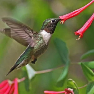 Major Wheeler Honeysuckle Vine Live Plant - 2.5" x 4" Pot - Hummingbird Attractor - Image 2