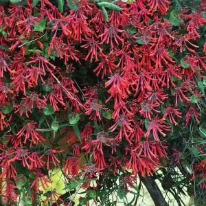 Major Wheeler Honeysuckle Vine Live Plant - 2.5" x 4" Pot - Hummingbird Attractor - Image 3