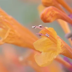 Mango Tango Butterfly Bush Live Plant - Fragrant Orange Blooms - Image 2